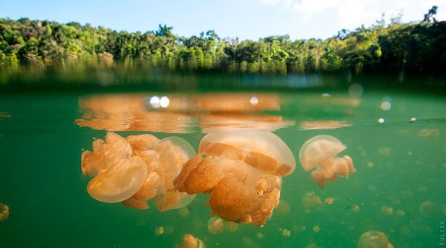 el lago del as medusas